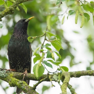 Redwell   07 06 2016   D3s (84 Of 165).jpg